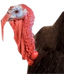 Thanksgiving Turkeys: Gobble Gobble!