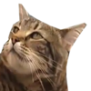 Hero Cat: The Internet's Latest Feline Frenzy