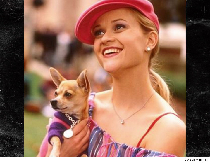'Legally Blonde' Chihuahua Dies