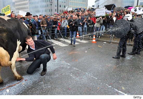 Farmer Causes Udder Chaos in Brussels