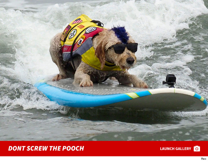 World Dog Surfing Championships Goes Down Near San Francisco